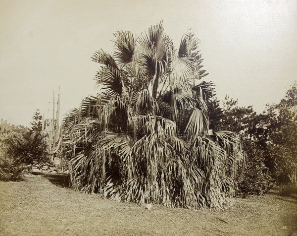 A palm tree, Hong Kong