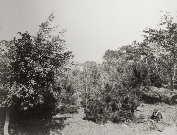 Two people sitting by a short pine tree and bushes, Hong Kong