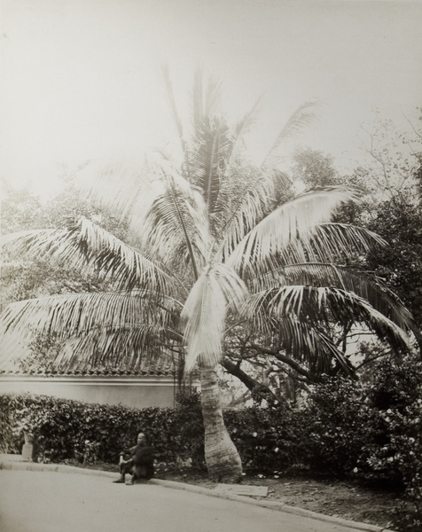 Man sitting underneath a palm tree, Hong Kong