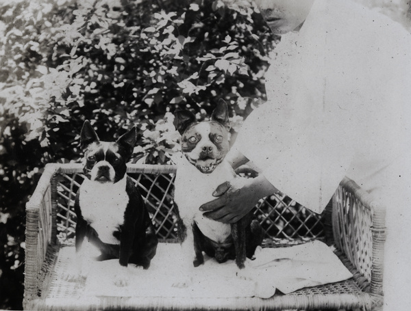 A Chinese man with two French Bulldogs (Bouledogues Français) on a wicker chair