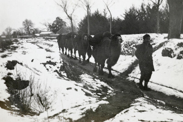Camel caravan in winter