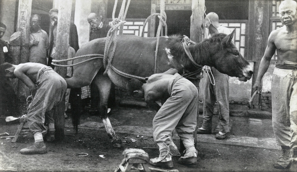 Farriers shoeing a horse in a harness, Beijing