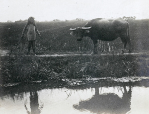 Water buffalo and worker