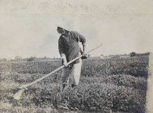 Woman at work in a field