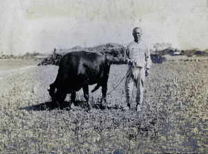 Man with cow