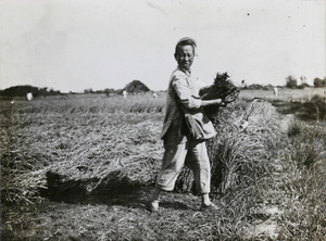 Agricultural worker harvesting rice