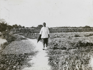 A woman with an umbrella, by rice fields