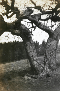 A bifurcated deciduous tree