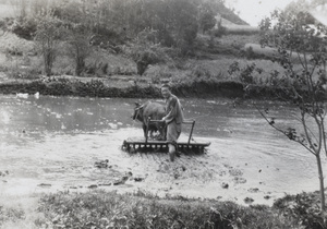 Plough pulled by oxen, Yichang