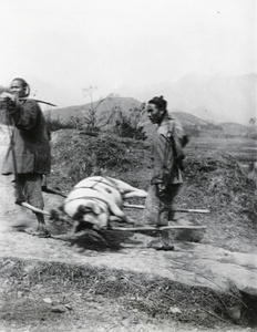 Pig being carried to market