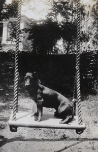 A dog on a swing, Hankow