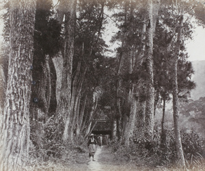 Avenue of pines and Japanese cedars, near Tiantong Temple (Heavenly Child Temple, 天童寺), Ningbo
