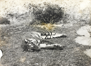 Dead tiger, Amoy