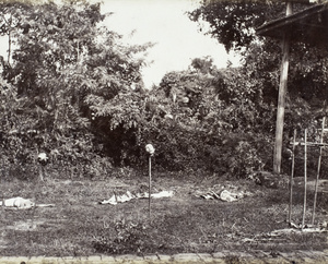 Aftermath of an execution: severed heads on spikes, possibly Canton