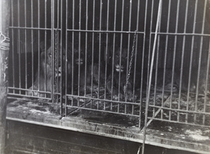 Lions in a cage, Hagenbeck's Circus, Shanghai
