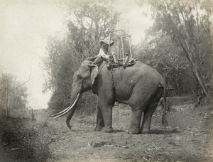 An elephant called 'My Lord', with mahout