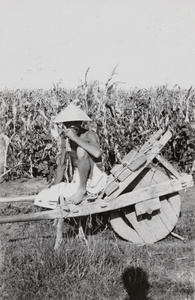 A porter resting on a wheelbarrow by a field of maize (sweet corn)