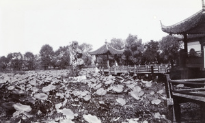Taihu stone (太湖石), lilies, and Zigzag Bridge, Triple Reflection of the Moon, West Lake (西湖), Hangzhou (杭州)