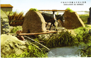 Donkey-powered field irrigation