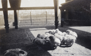 Baby chicks at a feeder, Tongshan Road, Hongkou, Shangahi