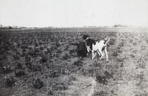 Pointer hunting dogs in a farm field