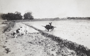 Pointer hunting dogs in a rice paddy field