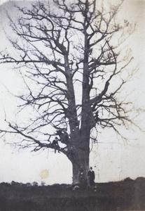 John Piry, Tom Hutchinson, and George Danson by a large tree, Pudong, Shanghai