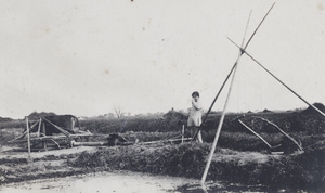 A cow-powered chain pump, flooding a field of rice
