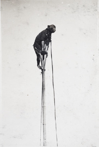 Captive monkey performing on top of a pole
