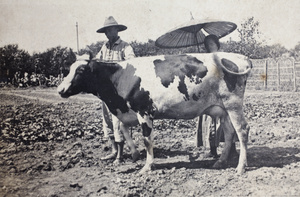 Roselawn dairy worker and Elizabeth Hutchinson with a cow, Tongshan Road, Hongkou, Shanghai