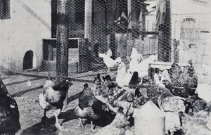 Chickens in an enclosed yard, 35 Tongshan Road, Hongkou, Shanghai