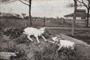Two goat kids and Roselawn Dairy behind Tongshan Road, Hongkou, Shanghai