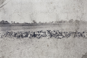 Flock of water fowl feeding in a field of stubble, Shanghai
