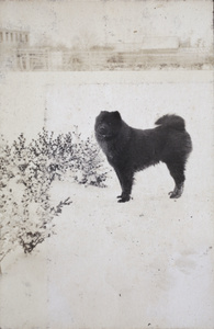 A black Samoyed dog in the snow covered garden, 35 Tongshan Road, Hongkou, Shanghai