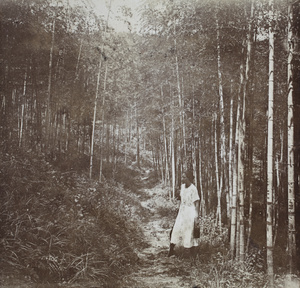 Sarah Hutchinson standing on a path through a bamboo forest, holding a camera, Moganshan
