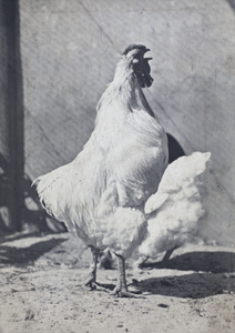 Rooster crowing and hen scratching in a pen, 35 Tongshan Road, Hongkou, Shangha
