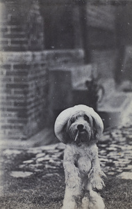 Dog standing on hind legs, wearing a sun hat and 'smoking' a clothes peg, 35 Tongshan Road, Hongkou, Shanghai