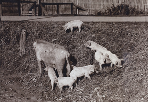Mother sow and piglets feeding in a ditch near 35 Tongshan Road, Hongkou, Shanghai