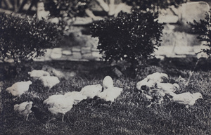 Immature chickens pecking in the garden lawn, 35 Tongshan Road, Hongkou, Shanghai