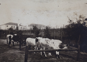 Roselawn Dairy cows tied to a wooden post and rail fence, Tongshan Road, Hongkou, Shanghai
