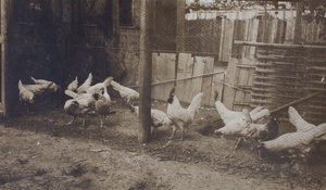 Leghorn rooster and hens scratching in an enclosure, 35 Tongshan Road, Hongkou, Shanghai
