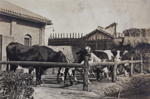 Roselawn Dairy cows tied to a wooden post and rail fence, Tongshan Road, Hongkou, Shanghai