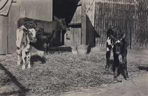 Roselawn Dairy calves, Tongshan Road, Hongkou, Shanghai