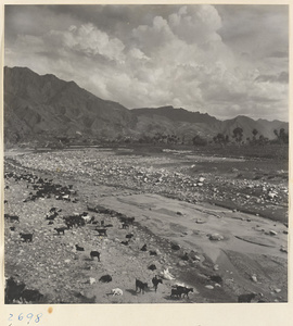 Herd of goats in the riverbed in the Jumahe Valley