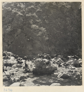 Herd of goats in a rocky streambed in the Lost Tribe country