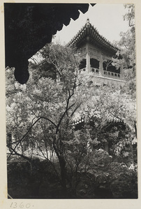 Trees and corner of Fu wang ge