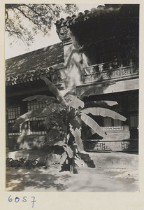 Tree in a courtyard at Ta Yuan Fu, Yenching