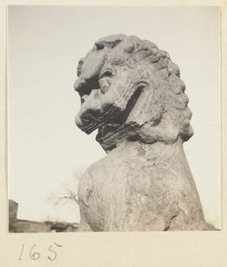 Detail showing the head of a lion statue at Tian ning si