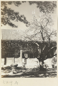 Facade detail of single-eaved building with columnaded porch and courtyard with marble pedestals and tree at Yihe Yuan