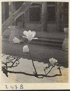 Flowering tree at Yihe Yuan